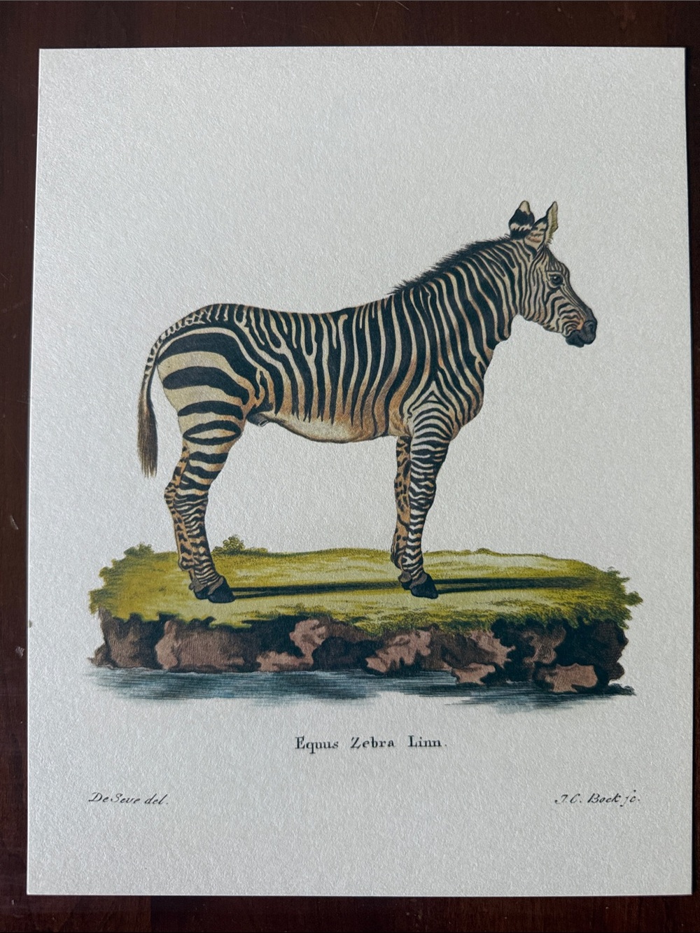 Zebra Illustration Natural History Art Print